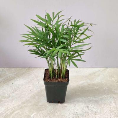 indoor plant