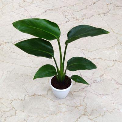 indoor plant