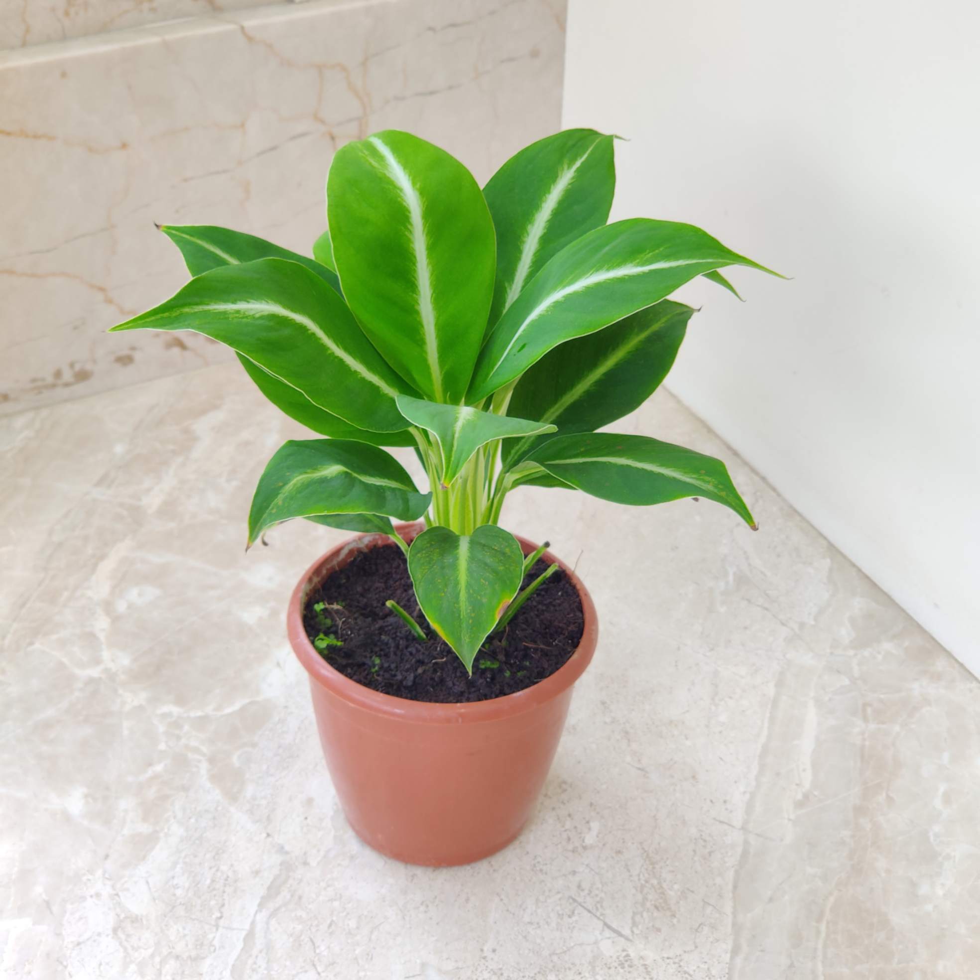 indoor plant